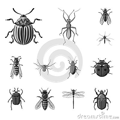 Isolated object of insect and fly symbol. Set of insect and element stock symbol for web. Vector Illustration