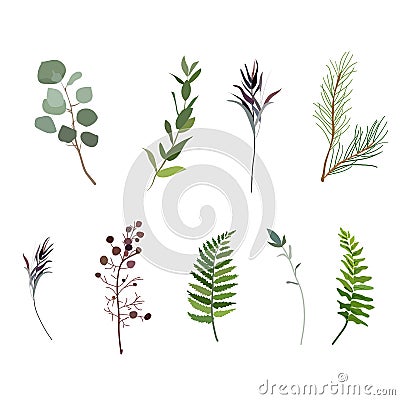 Vector designer elements set collection of green forest fern, tr Vector Illustration