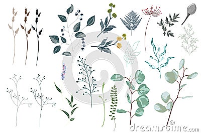 Vector designer elements set collection of green forest fern, tropical green eucalyptus greenery art foliage natural leaves herbs. Cartoon Illustration