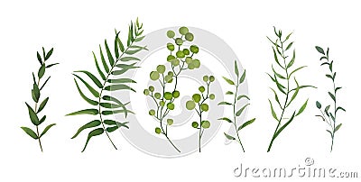 Vector designer elements set collection of green forest fern, tr Vector Illustration