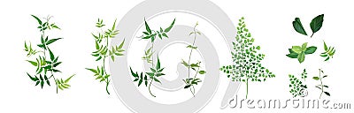 Vector designer elements set, collection. Green forest fern, tropical green smilax Jackson vine greenery foliage, herbs. Vector Illustration