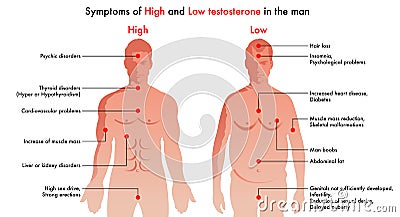 High and low testosterone symptoms Vector Illustration