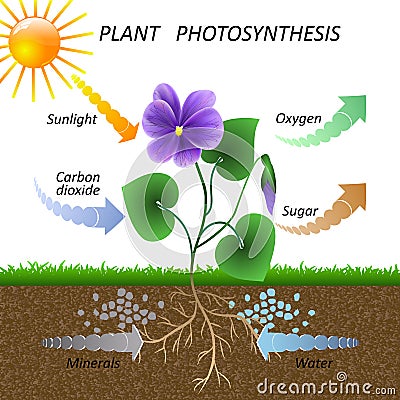 Vector diagram of plant photosynthesis, science education botany poster, illustration for studying biology. Vector Illustration