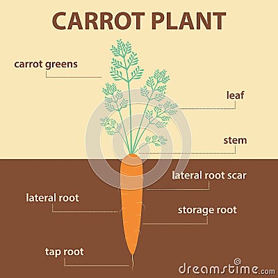 Vector Diagram Showing Parts Of Carrot Whole Plant Stock Vector - Image ...