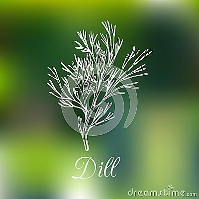 Vector dill illustration on blurred background. Hand drawn sketch of spice plant. Botanical drawing of aromatic herb. Vector Illustration