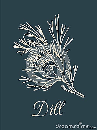 Vector dill illustration on dark background. Hand drawn sketch of spice plant. Botanical drawing of aromatic herb. Vector Illustration