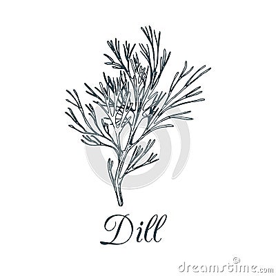 Vector dill illustration isolated. Hand drawing flavoring plant sketch. Botanical herbal card.Condiment drawing for tag. Vector Illustration