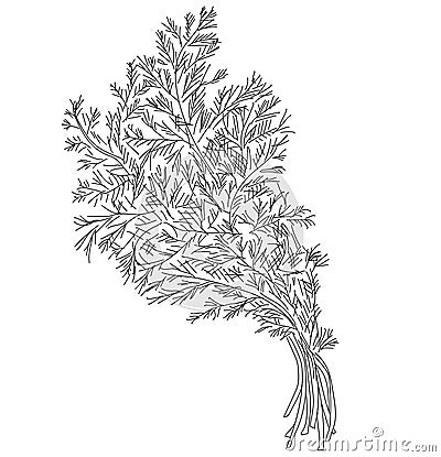 Vector dill illustration isolated. Hand drawing flavoring plant sketch Cartoon Illustration