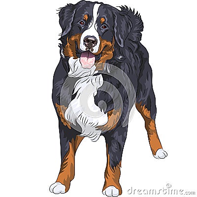 Vector dog breed Bernese mountain dog standing and Vector Illustration