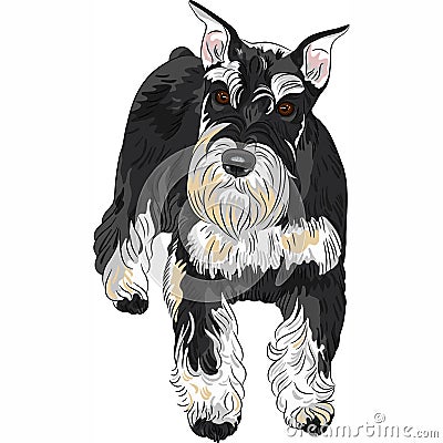 Vector dog breed Miniature Schnauzer black and sil Vector Illustration