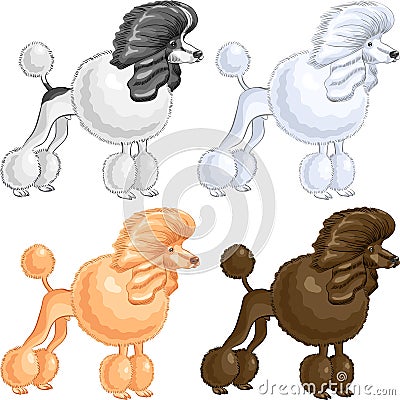 vector Dog Poodle breed of different colors Vector Illustration