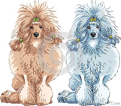 vector Dog Poodle breed sitting Vector Illustration