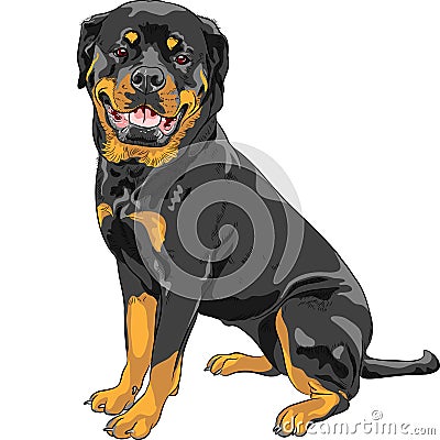 Vector dog Rottweiler breed Vector Illustration