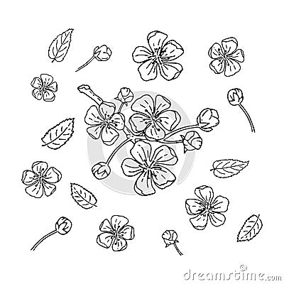 Cherry blossoms. Flower and buds. A vector set of elements on an isolated background. Doodle illustrations Vector Illustration