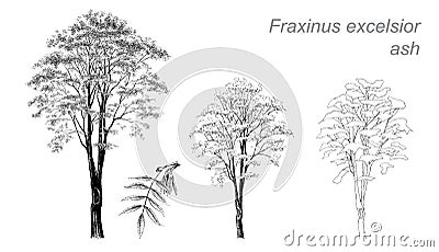 Vector drawing of ash (Fraxinus excelsior) Vector Illustration