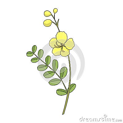 Vector drawing avaram senna Vector Illustration