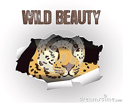 Vector drawing of a beautiful wild leopard. Beast on torn paper background Vector Illustration