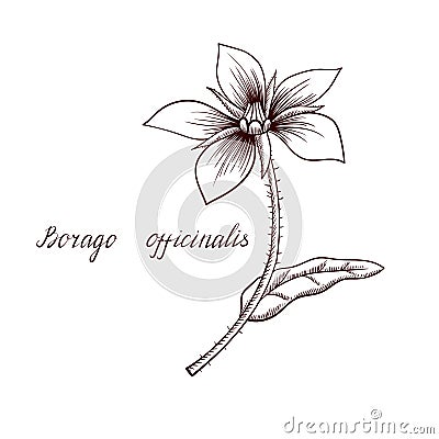 Vector drawing borage plant Vector Illustration