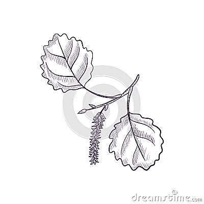 Vector drawing branch of aspen tree Vector Illustration