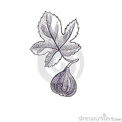 Vector drawing branch of fig tree Vector Illustration