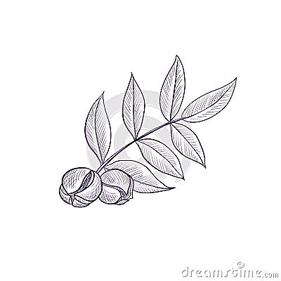 Vector drawing branch of hickory tree Vector Illustration