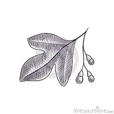 Vector drawing branch of sassafras tree Vector Illustration