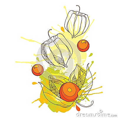 Vector drawing of bunch with outline Physalis or Cape gooseberry or Ground cherry fruit, berry and blot in pastel orange isolated. Vector Illustration