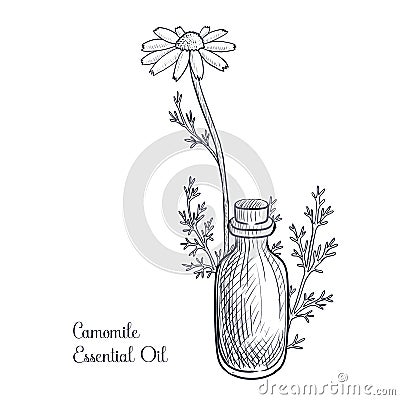 vector drawing camomile essential oil Cartoon Illustration