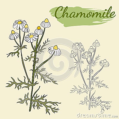 Vector drawing of chamomile officinalis Vector Illustration