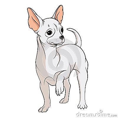 Vector drawing of a chihuahua. EPS10 Vector Illustration