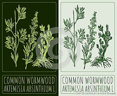 Vector drawing COMMON WORMWOOD. Hand drawn illustration. The Latin name is ARTEMISIA ABSINTHIUM L Vector Illustration