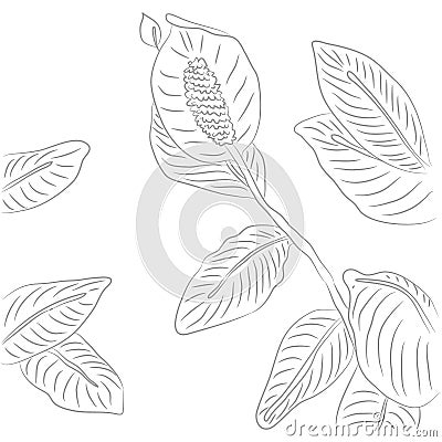 Vector Drawing of Contour Spathiphyllum Flower for Coloring Book Vector Illustration