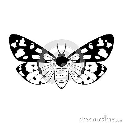 Vector drawing cream-spot tiger butterfly Vector Illustration