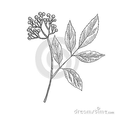 Vector drawing elderberry Vector Illustration