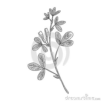 Vector drawing fenugreek Vector Illustration