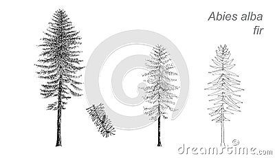 Vector drawing of fir (Abies alba) Vector Illustration