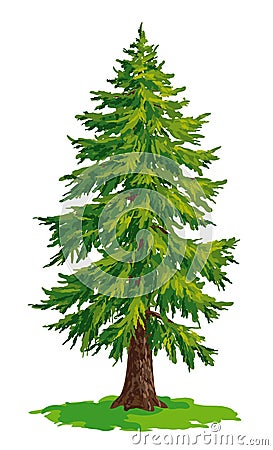 Vector drawing of fir tree Vector Illustration