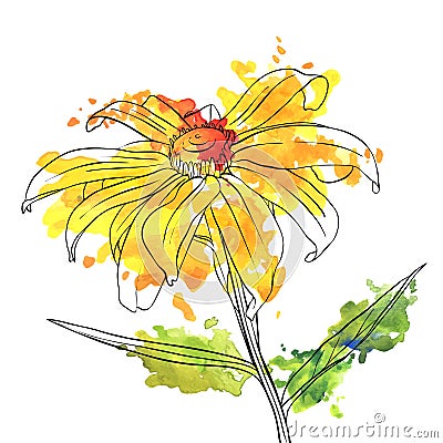 Vector drawing flower of daisy Vector Illustration