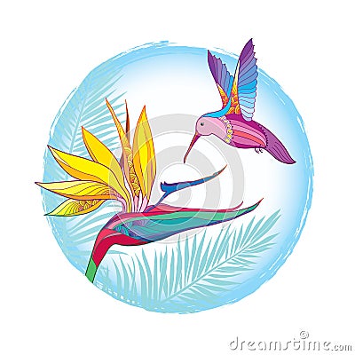 Vector drawing with flying Hummingbird or Colibri with Strelitzia reginae in contour style isolated on white background. Vector Illustration