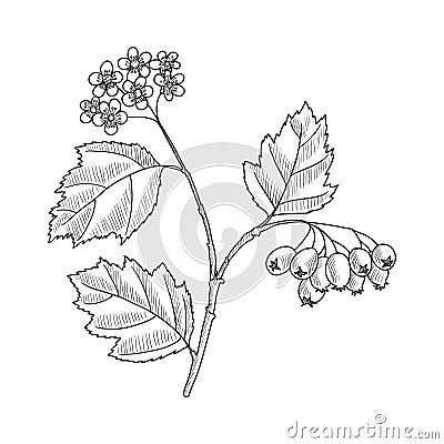 Vector drawing hawthorn Vector Illustration