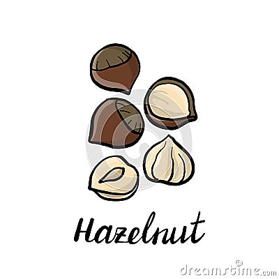 Vector drawing hazelnuts Vector Illustration