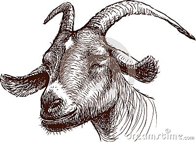 Head of goat Vector Illustration