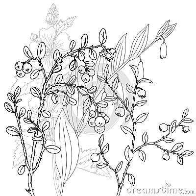 Vector drawing herbs Vector Illustration