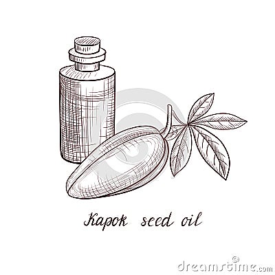 Vector drawing kapok seed oil Vector Illustration