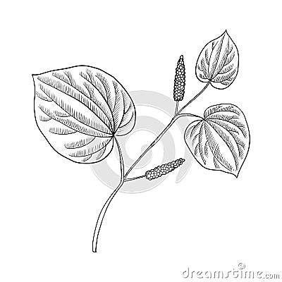 Vector drawing kava plant Vector Illustration