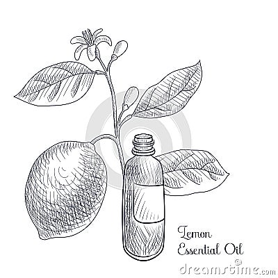 vector drawing lemon essential oil Cartoon Illustration