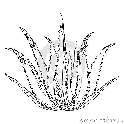 Vector drawing of outline Aloe vera or true Aloe plant with fleshy leaf in black isolated on white background. Vector Illustration