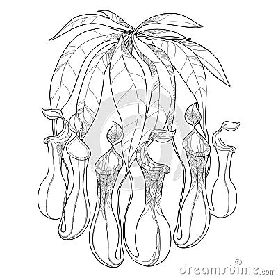 Vector drawing of outline Nepenthes or monkey-cup with open trap in black isolated on white background. Carnivorous tropical plant Vector Illustration