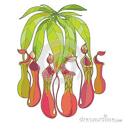 Vector drawing of outline Nepenthes or monkey-cup with open trap and green leaf isolated on white background. Carnivorous plant. Vector Illustration