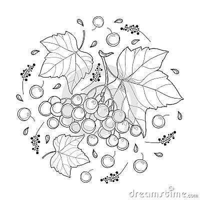 Vector drawing of outline round bunch of Viburnum or Guelder rose, ornate leaves and berry in black isolated on white background. Vector Illustration